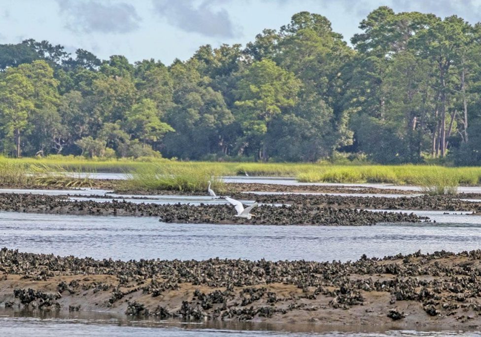 oyster farm with bird oyster farm with bird