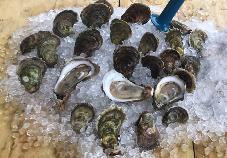 oysters in ice oysters in ice