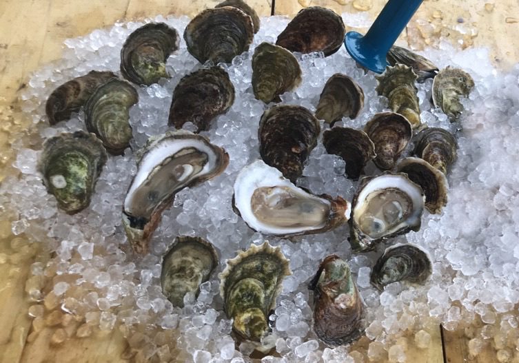 oysters in ice